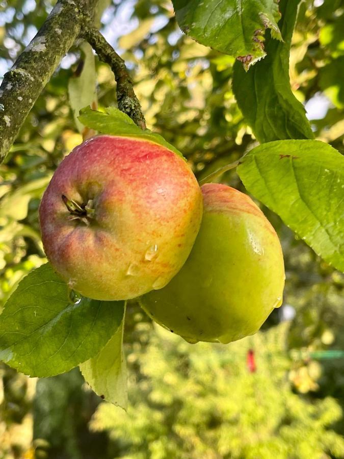 Lubin Apple Tree House别墅 外观 照片