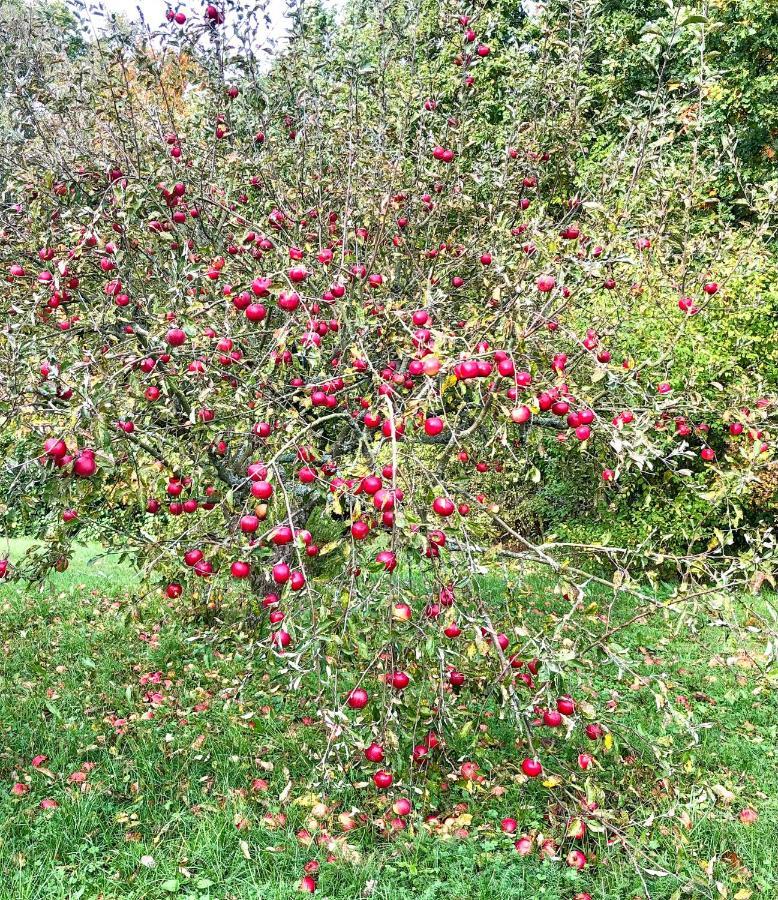 Lubin Apple Tree House别墅 外观 照片